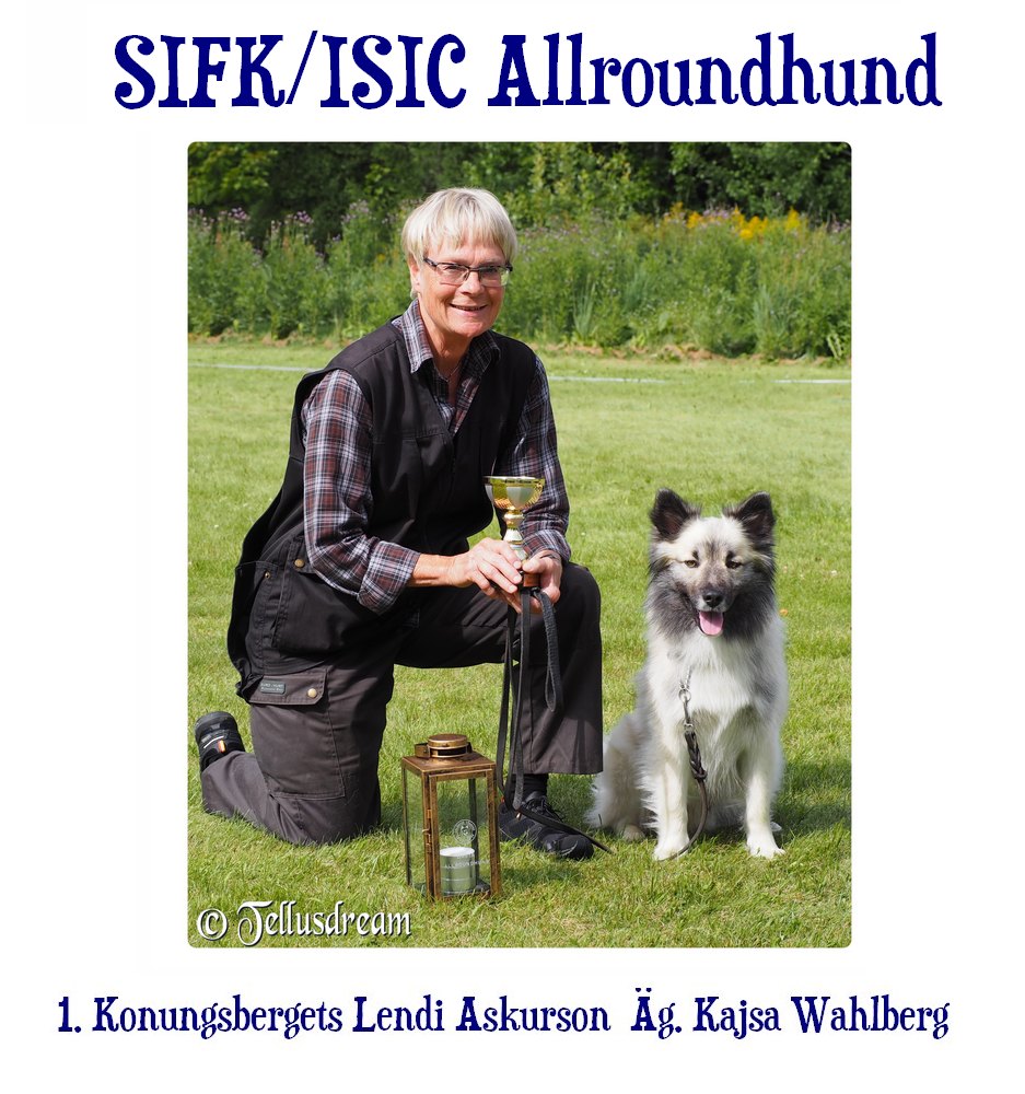 allroundhundbild